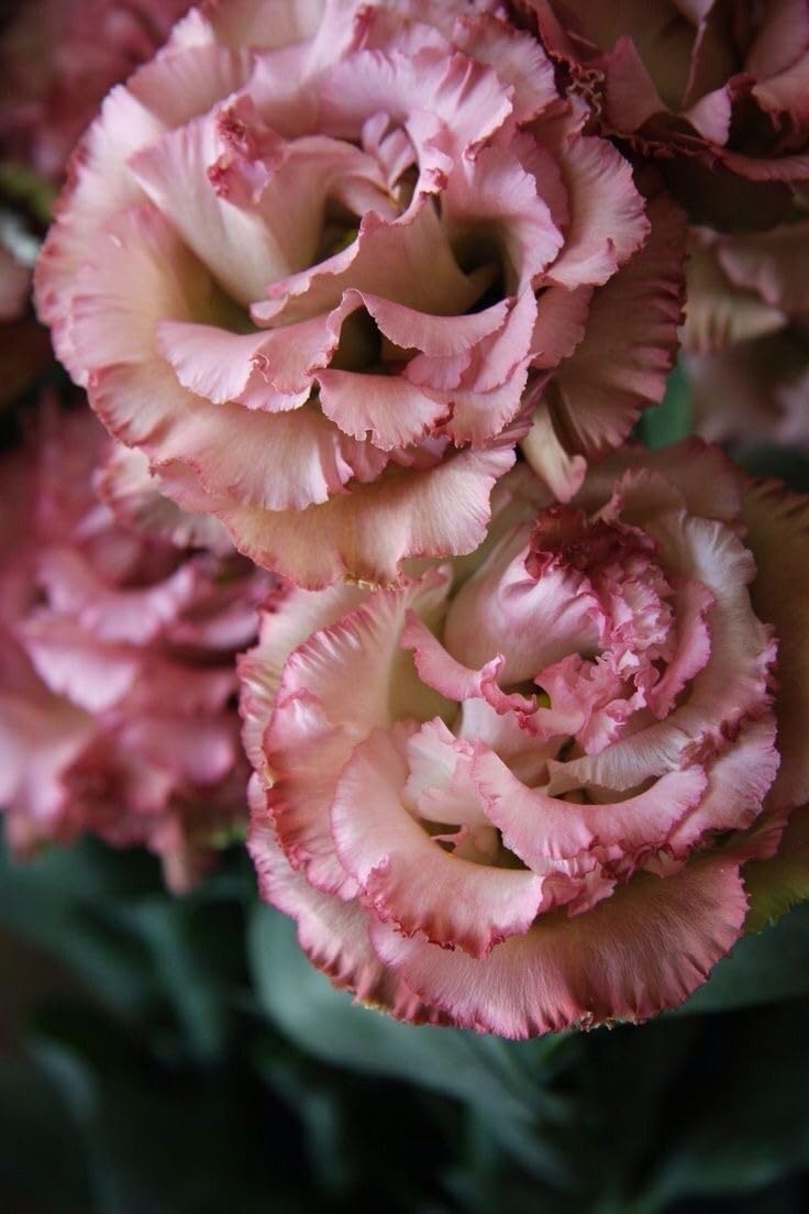 SVG® lisianthus imported flower seeds For Your Home & Garden